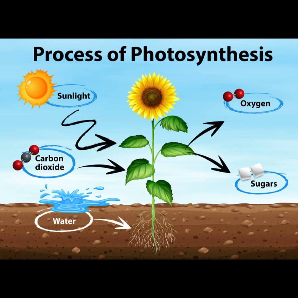 Virtual Laboratory Experiment: Pigment Extraction - Harnessing Photosynthesis for Biofuel Production and Pollution Reduction