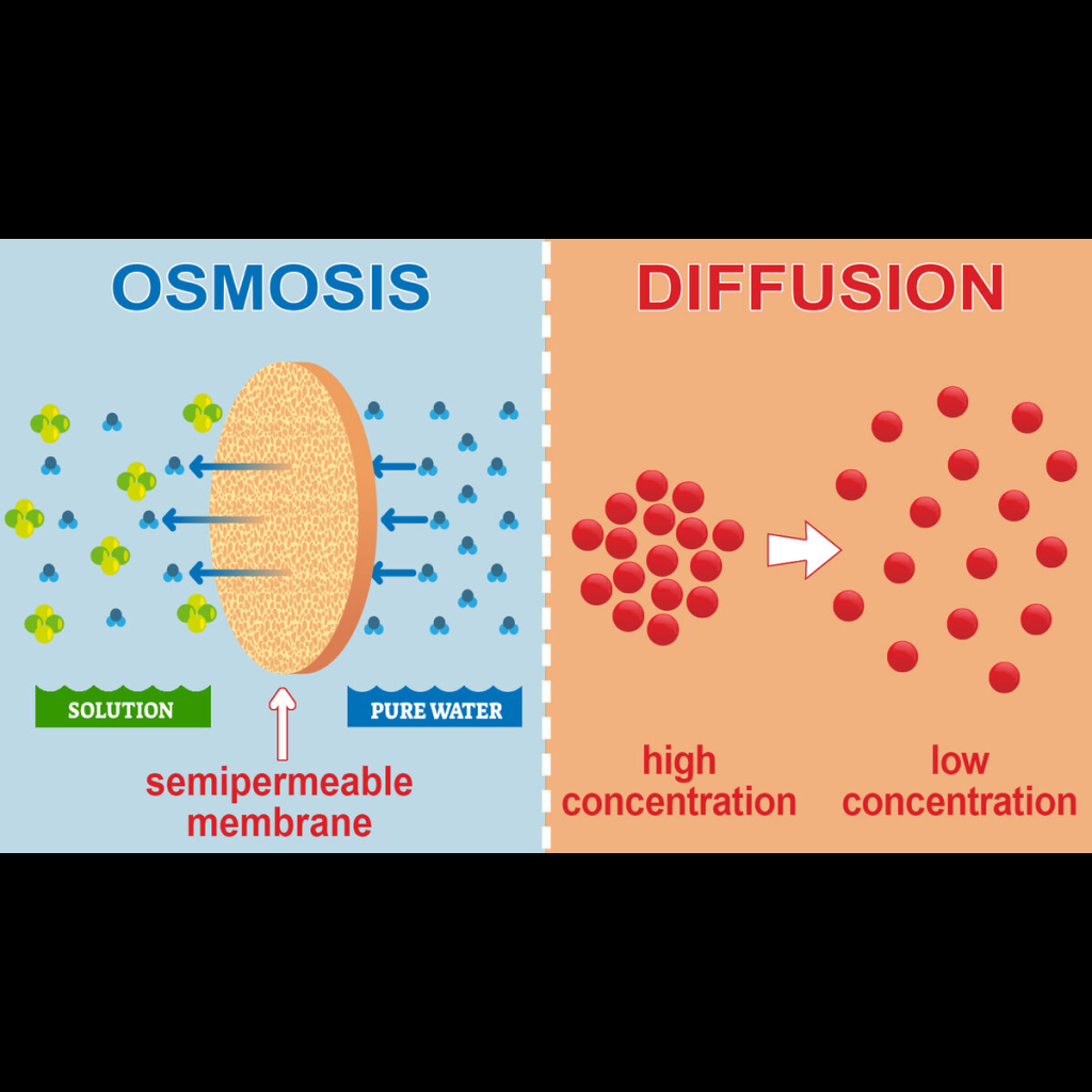 Virtual Lab: Osmosis and Diffusion - Selecting the Optimal Solution for Intravenous Administration