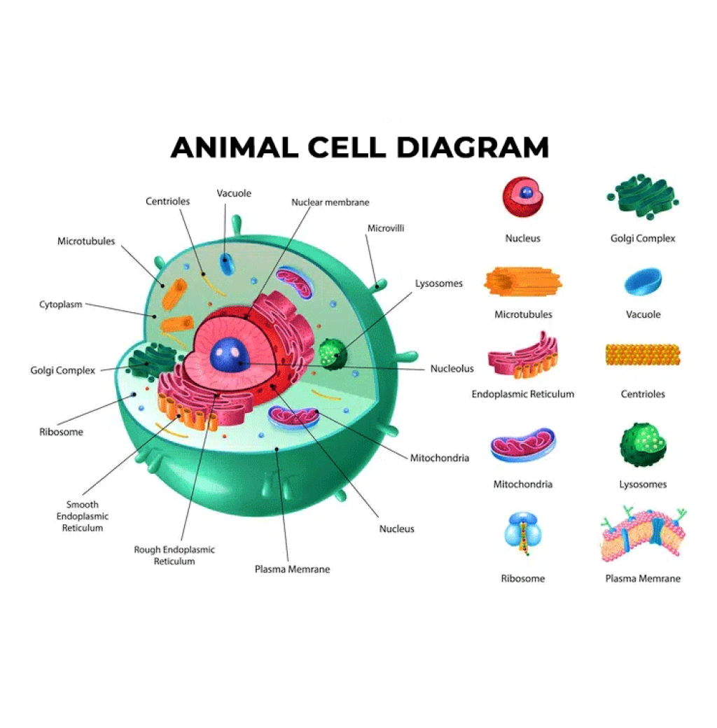 Virtual Lab: Constructing Animal Cells