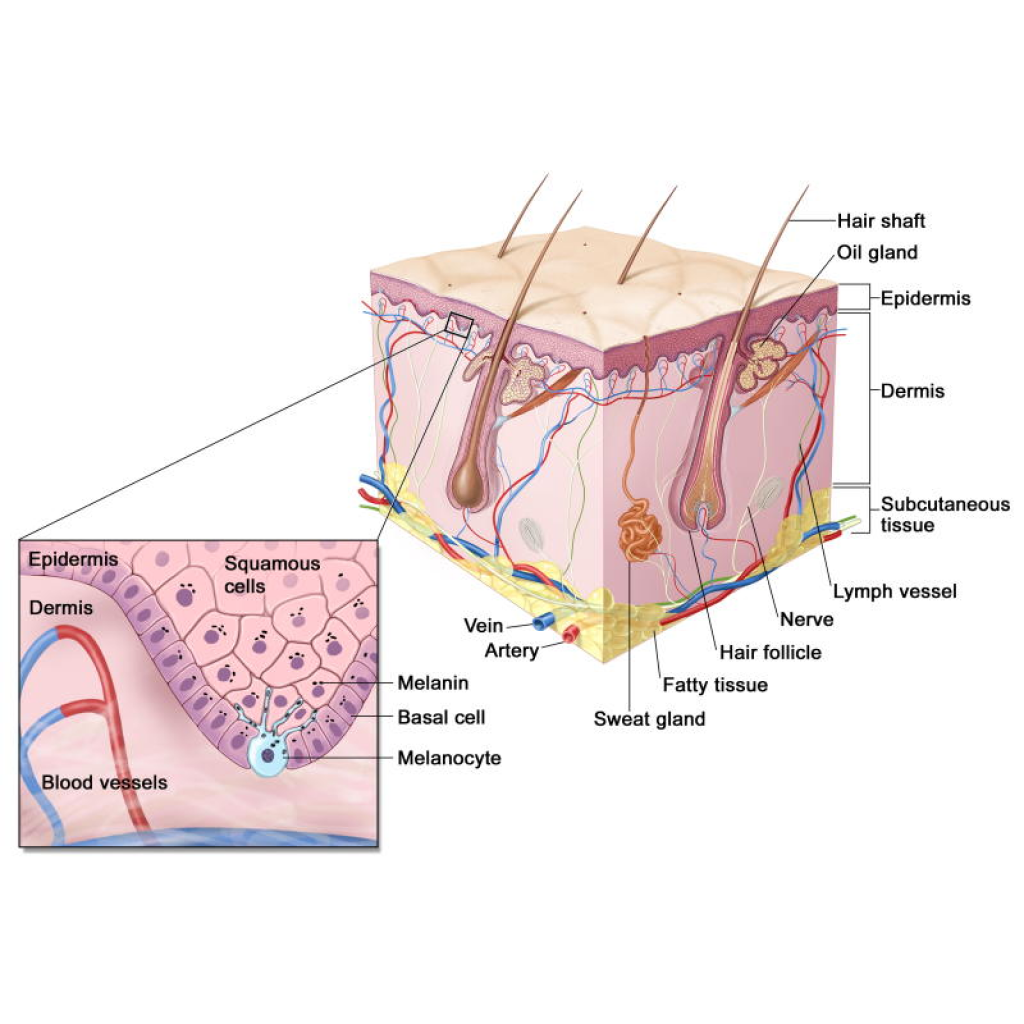 Virtual Lab: Tracing the Journey of a Skin Cell through Skin Layers and Organ Anatomy.