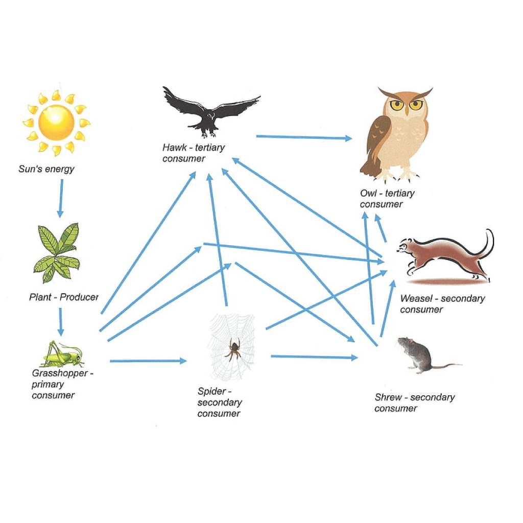 Exploring Trophic Level Interactions in a Virtual Lab on Food Webs