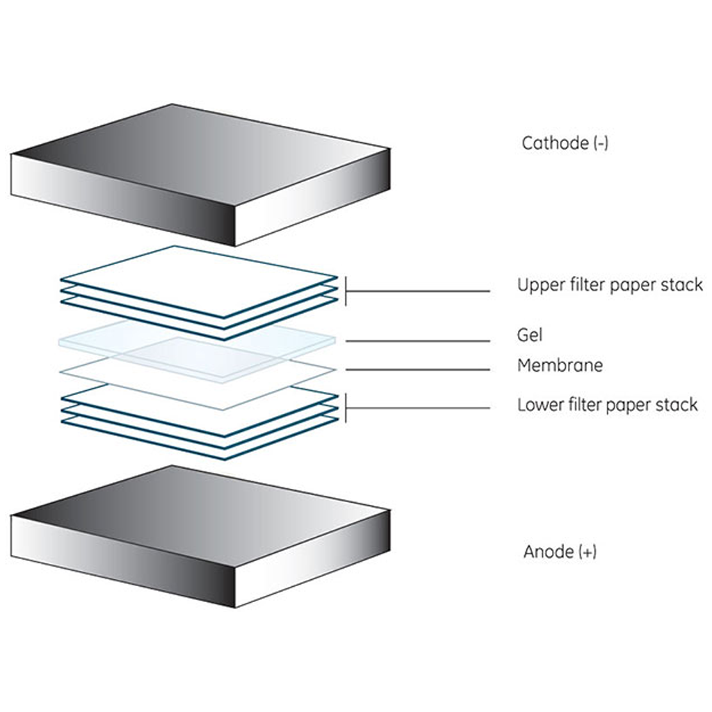 Virtual Lab: Conducting a Dry Western Blot