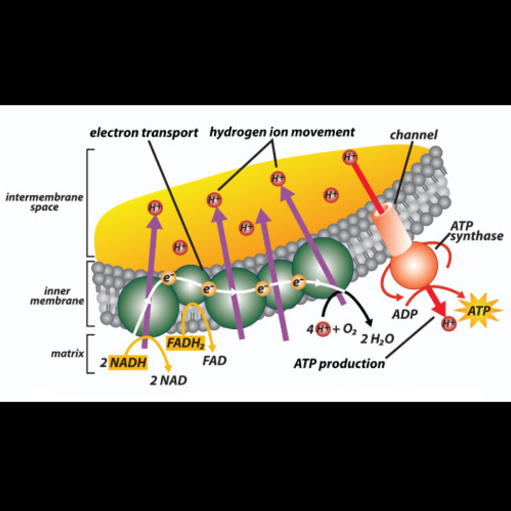 Virtual Lab: Exploring the Electron Transport Chain - A Thrilling Energy Production Journey