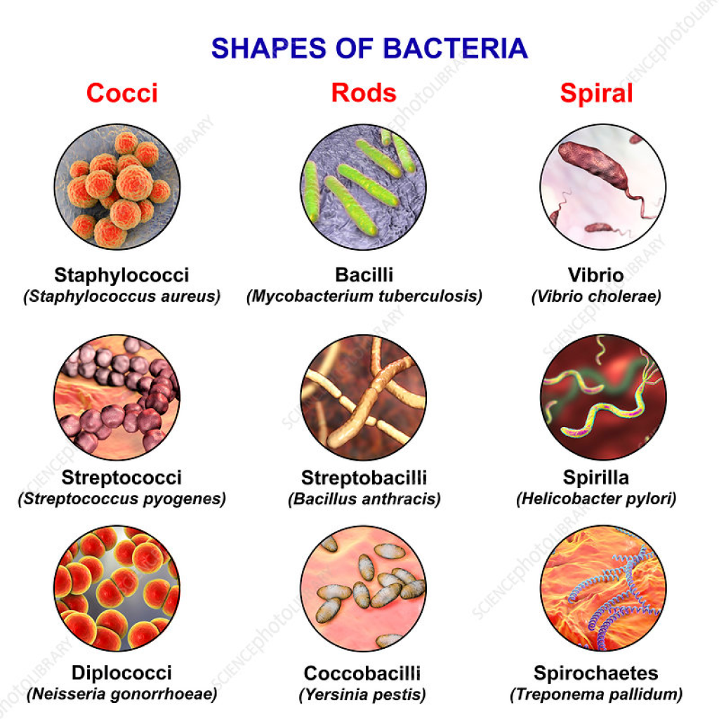 Virtual Lab: Bacterial Morphology and Motility