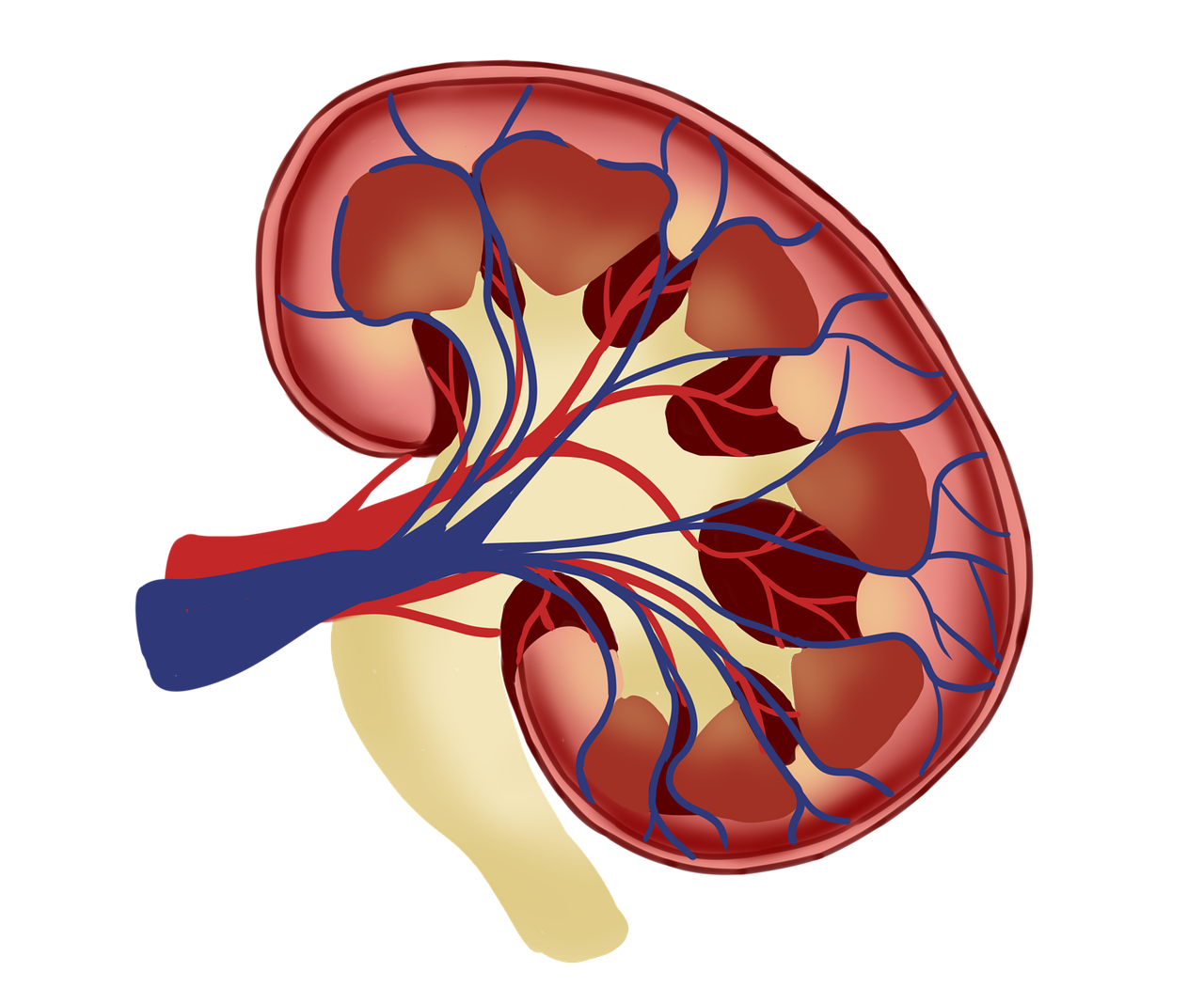 Dementia and Urinary Tract Infection in a Patient with DNR Orders