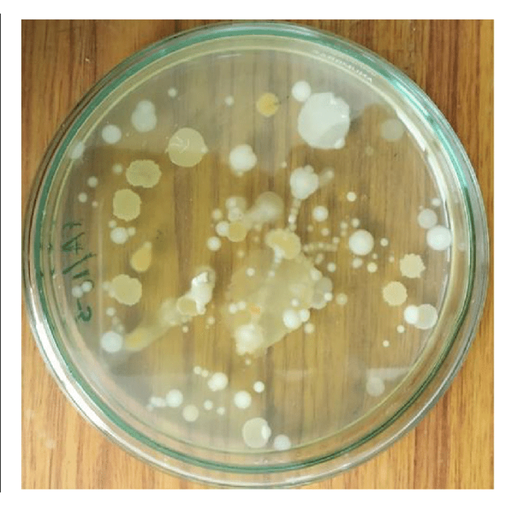 Virtual Laboratory for Bacterial Isolation