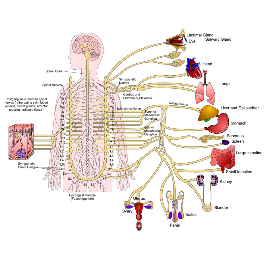 Virtual Lab: Discovering the Subdivisions of the Nervous System