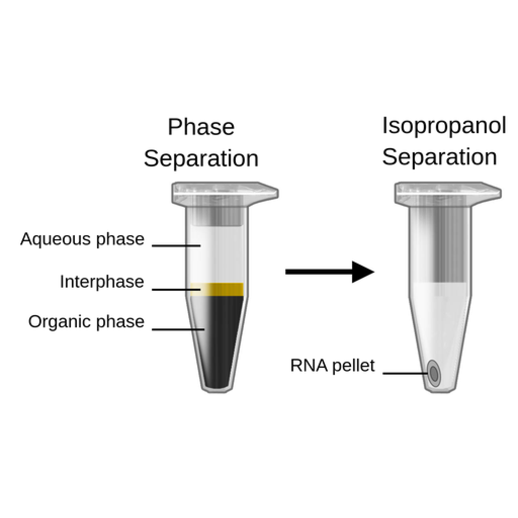 Virtual Laboratory: Isolation and Purification of mRNA from Pig Samples