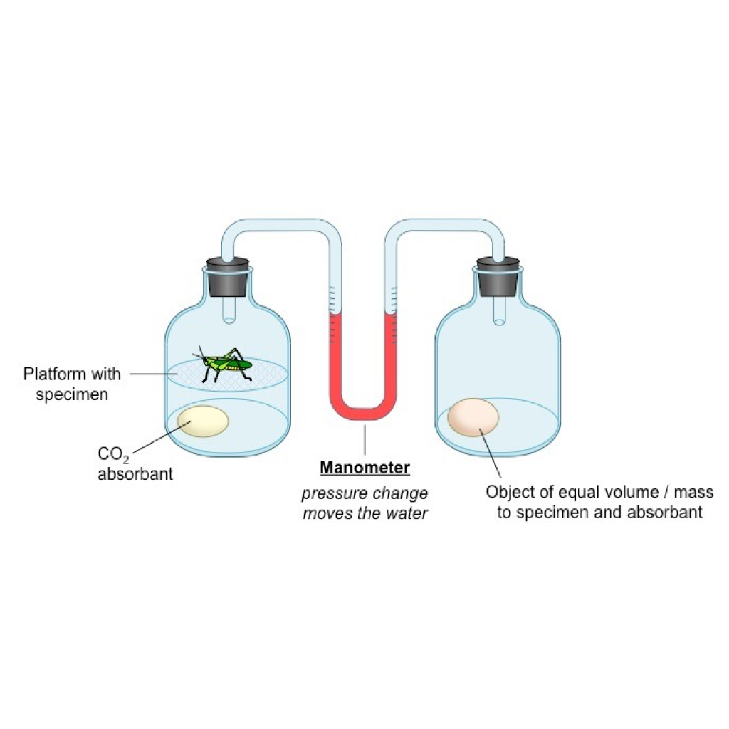 Virtual Lab: Exploring Respirometry in Cellular Respiration