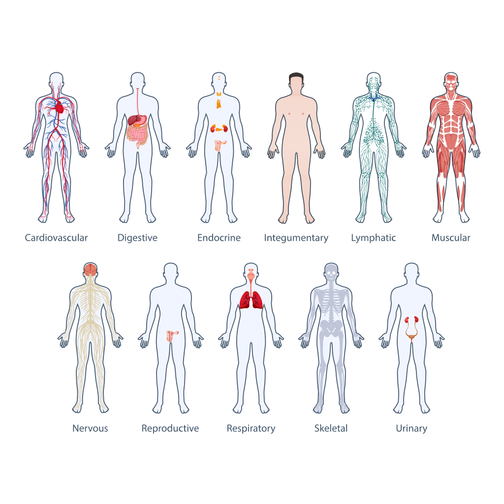 Virtual Lab: Body Structure and Organization - Identifying Potential Organ System Dysfunction