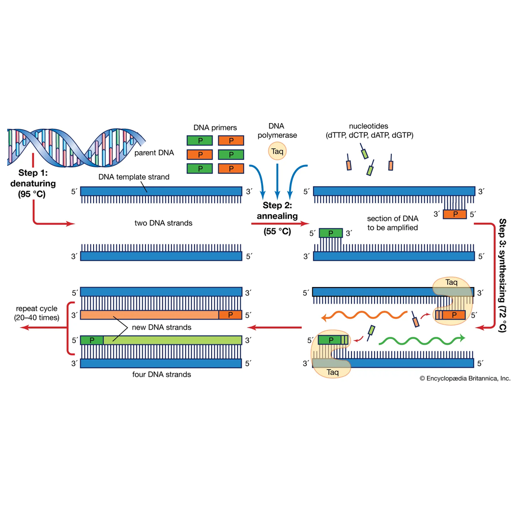 Virtual Lab: Polymerase Chain Reaction