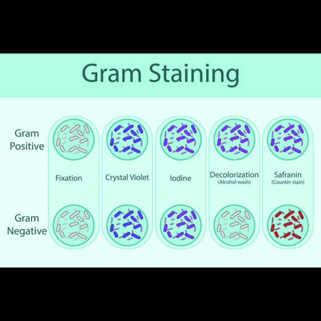 Virtual Laboratory: Bacterial Identification and Differentiation Using the Gram Stain Method