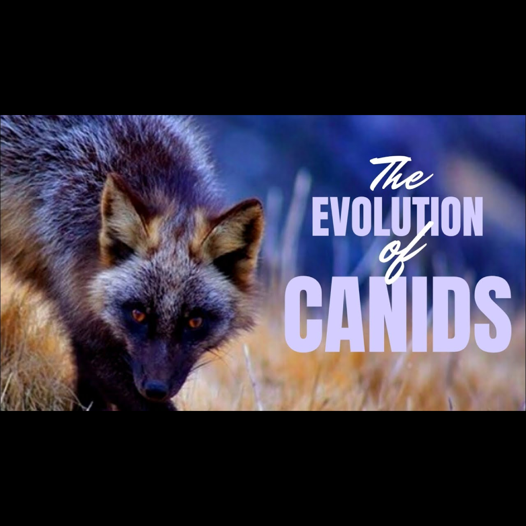 Virtual Lab: The Evolutionary Odyssey of Canids