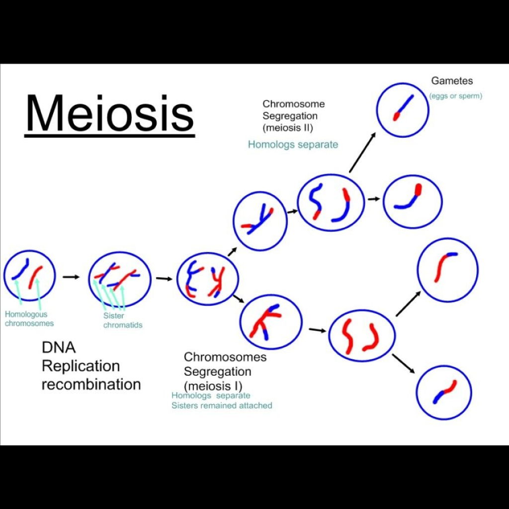 Virtual Lab: Exploring the Inheritance of Traits through Meiosis