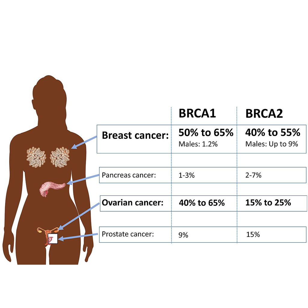 Virtual Lab: BRCA Mutations and Their Impact on Cancer