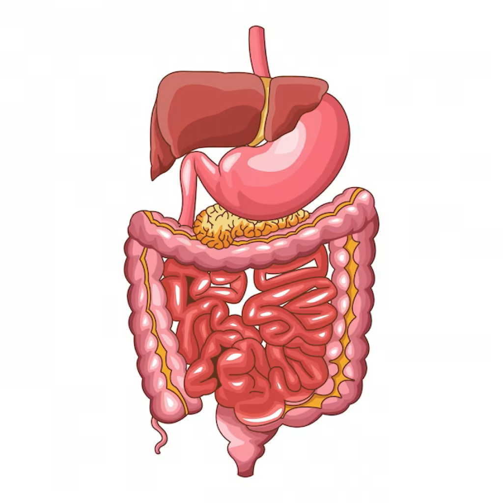 Virtual Lab - Absorption in the Small and Large Intestines: Exploring the Path from the Stomach to the Bloodstream