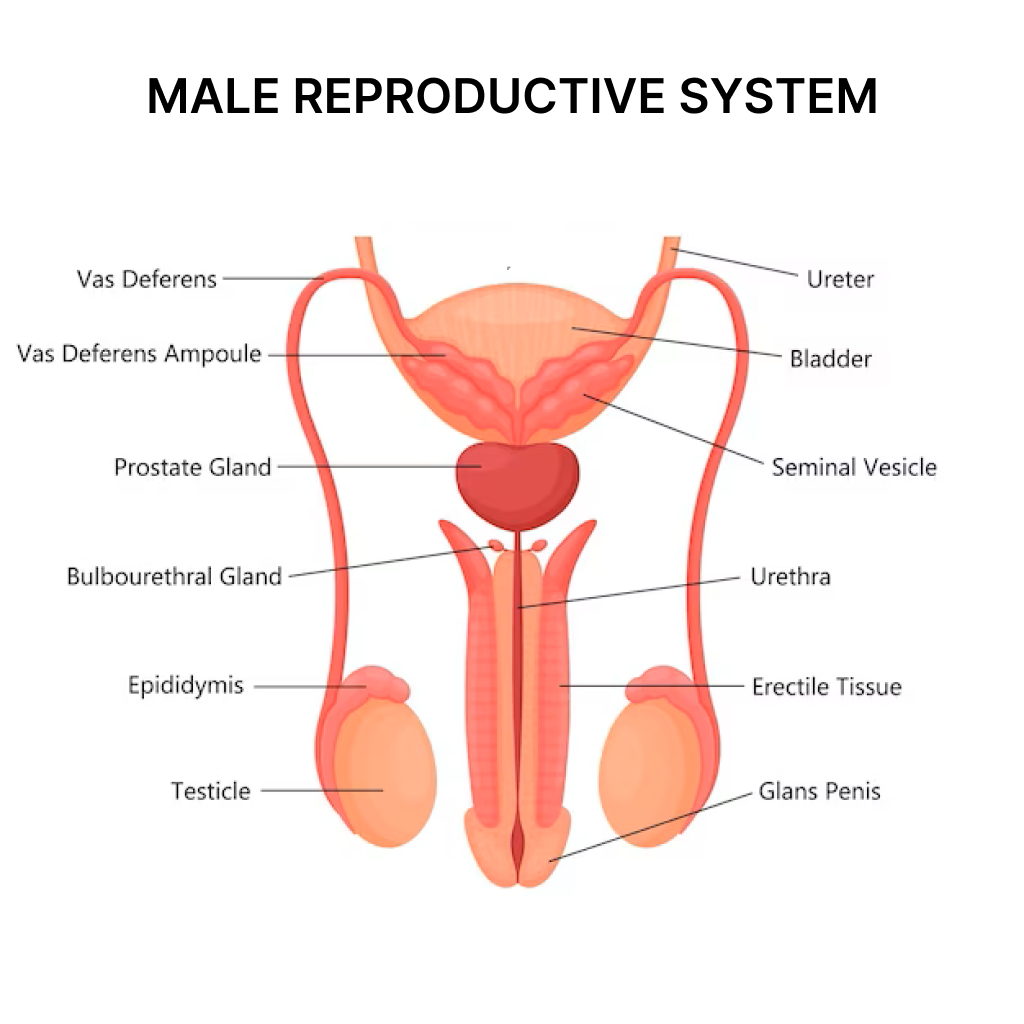 Virtual Lab: Exploring the Male Reproductive System - A Journey into the Duct System