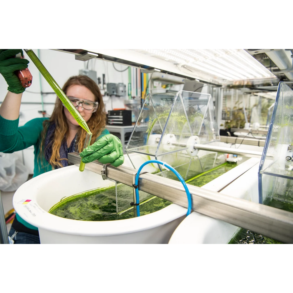 Virtual Lab on the Journey from Algae to Bioenergy