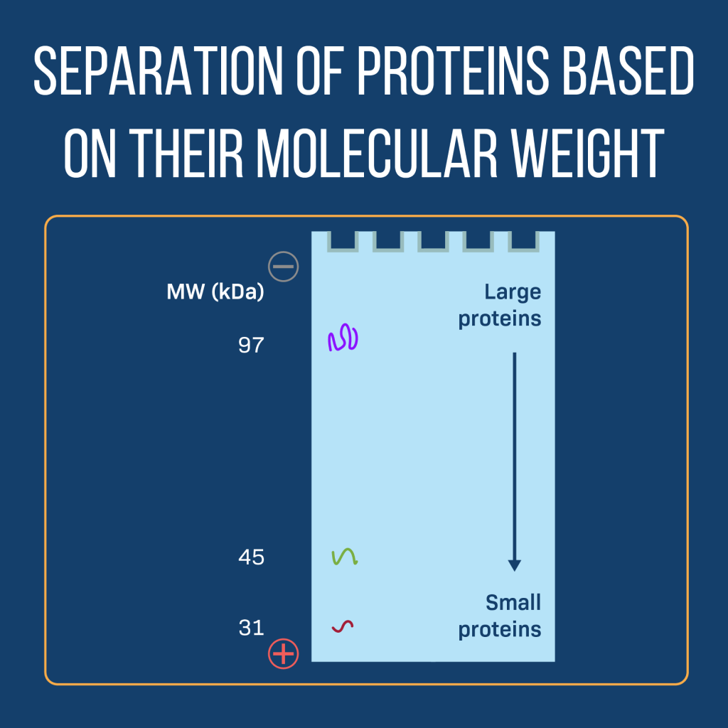 Virtual Lab: Protein Separation Based on Molecular Weight Using SDS-PAGE