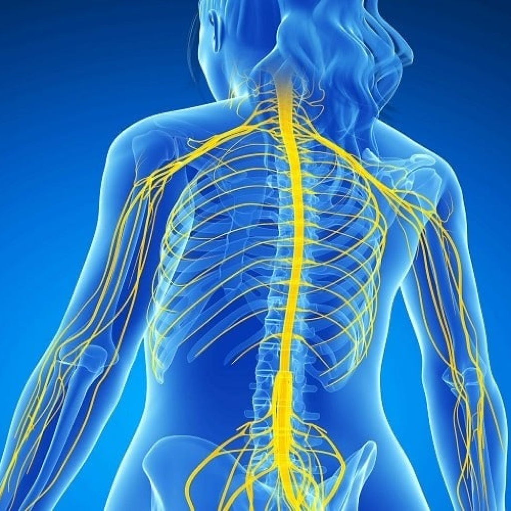 Virtual lab: Construct a nervous system model focusing on the Peripheral Nervous System.