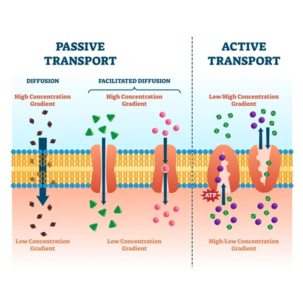 Virtual Lab: Exploring Varieties of Transporter Proteins in Cell Membrane and Transport Processes